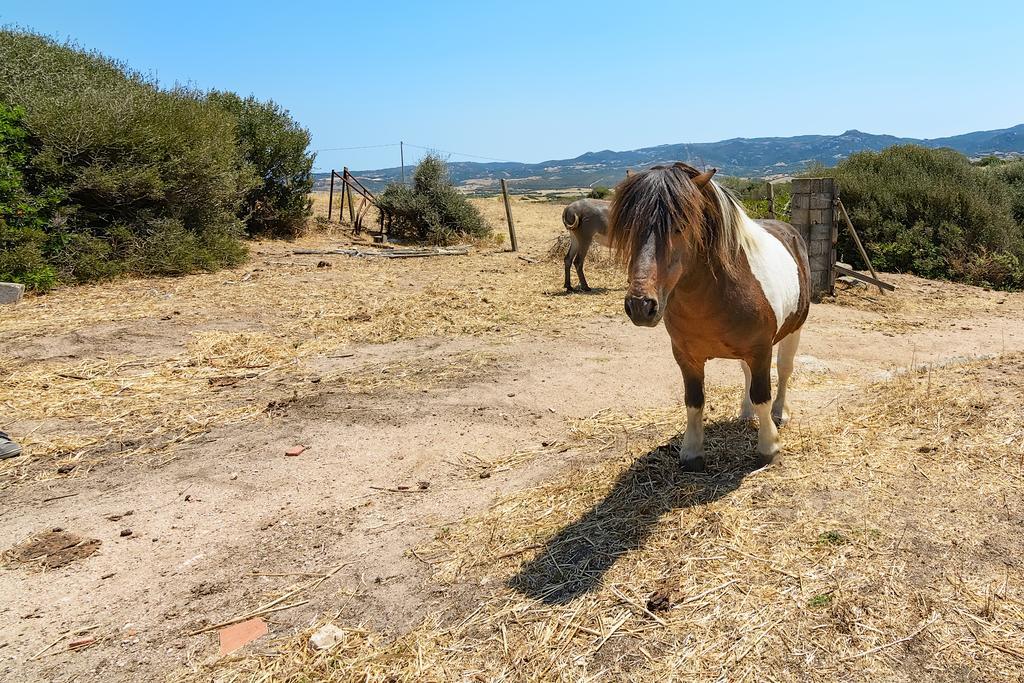 Greuli Agriturismo Lu Nodu מראה חיצוני תמונה